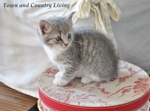 Gray Kitten