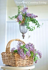 English Ivy and Lilacs