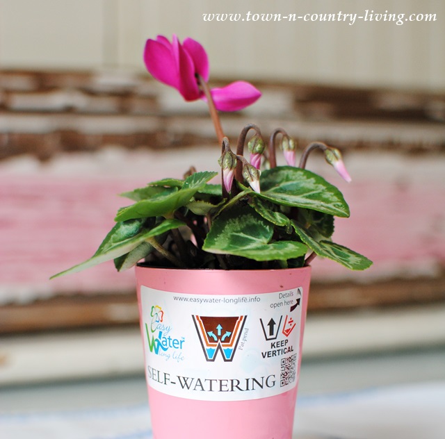 Miniature Pink Cyclamen in Self Watering Pot