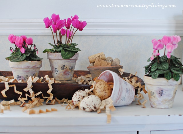 Mini Pink Cyclamen in Whitewashed and Aged Clay Pots