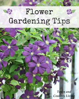 Tips for Successful Flower Gardening