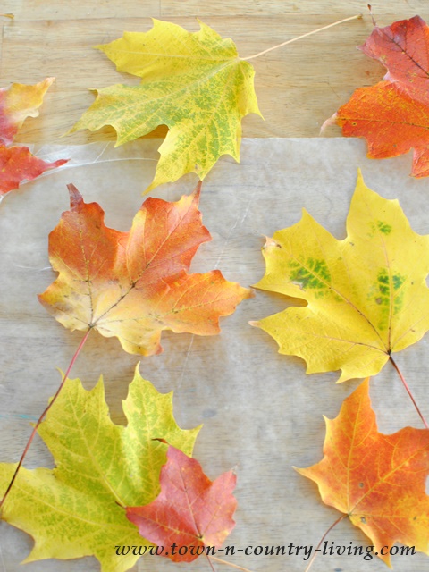 Collect colorful Fall leaves for crafting a table setting