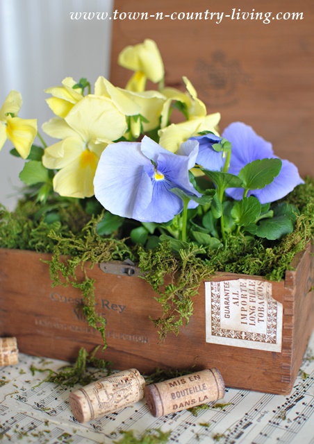 Cigar Box Planters with Pansies