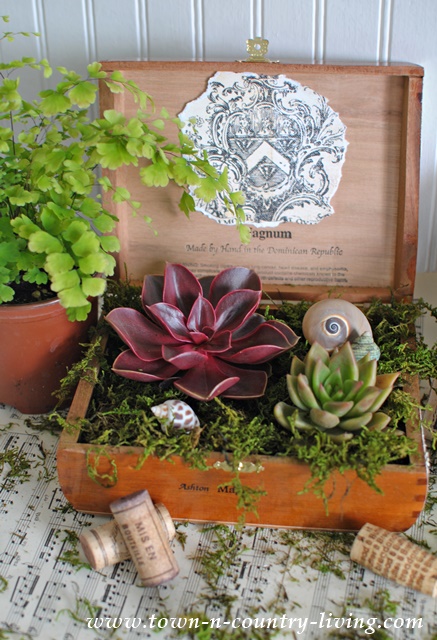 DIY Cigar Box Planter with Succulents