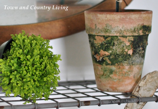 Fern Moss and Clay Pot
