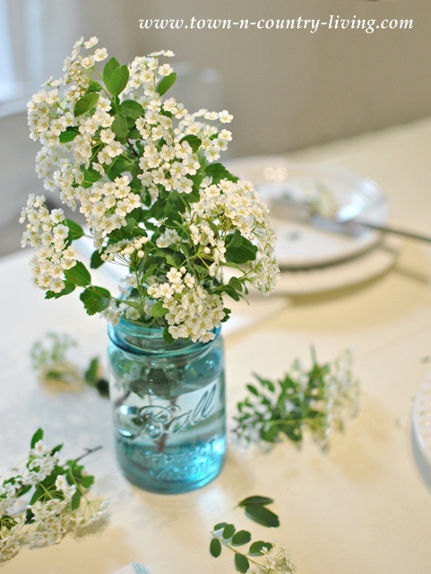 Bridal Wreath branches in a blue Ball mason jar