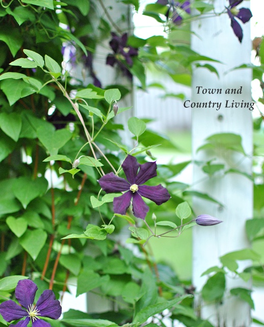 Purple clematis on a white picket fence