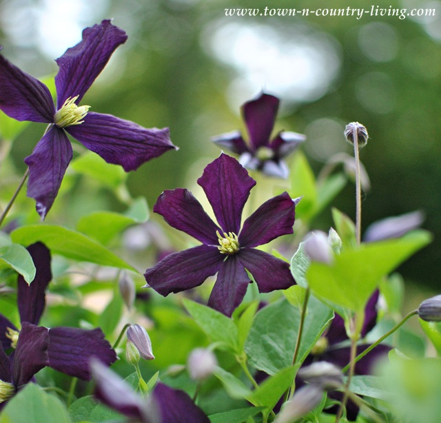 Purple Clematis - Tips for Successful Flower Gardening