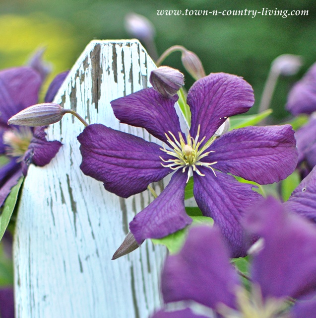 Purple Clematis - Five Tips for Successful Flower Gardening