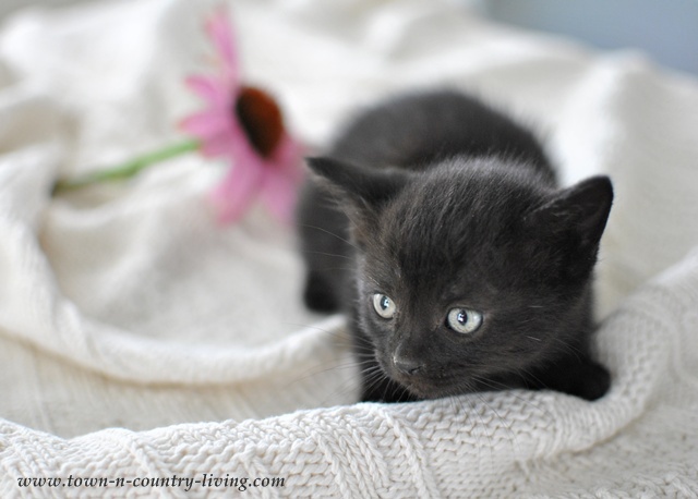 Black kitten at Town and Country Living