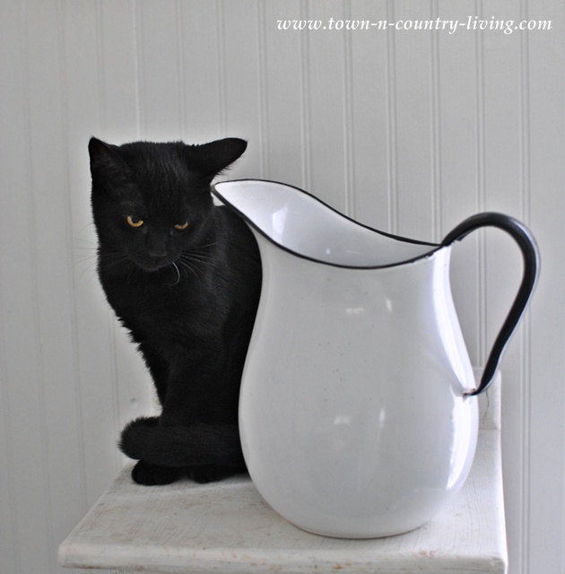 Felix the cat via Town and Country Living