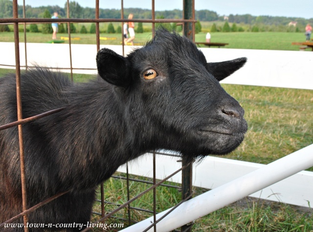 Goat on the farm via Town and Country Living