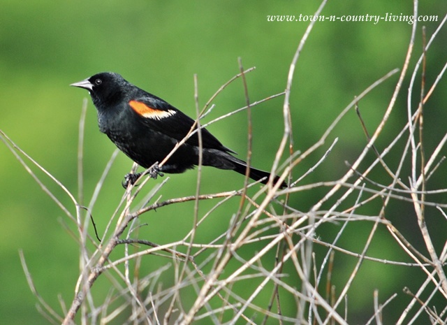 Red-Wing Blackbird at Leroy Oakes Forest Preserve