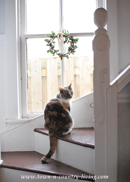 Farmhouse Cat via Town and Country Living