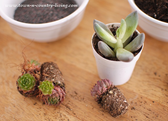 Miniature succulents for globe terrarium