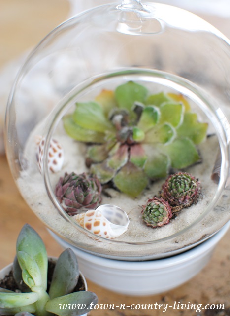 Make your own hanging globe terrariums