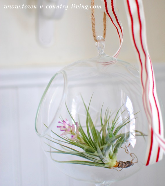 Flowering Tillandsia at Town and Country Living