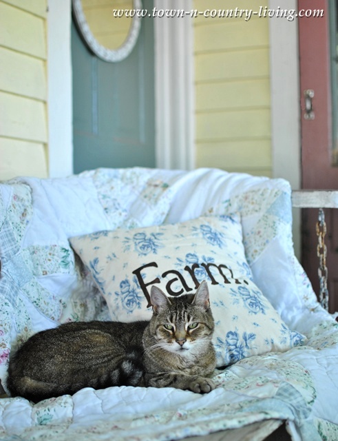 Farmhouse Cat on a Front Porch Swing