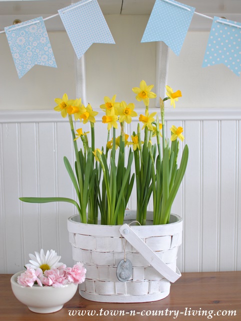 Place daffodils in a white basket to conceal their plastic pots