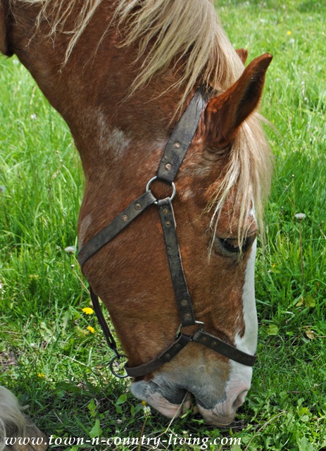 Belgian Horse at Primrose Farm