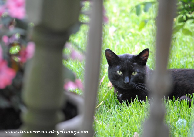 Black Cat in the Garden