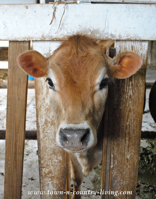 Baby Cow at Primrose Farm