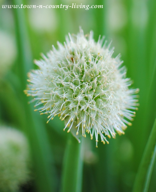 Onion Flower in a May Garden