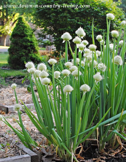 Onion Plants in a May Garden in Illinois