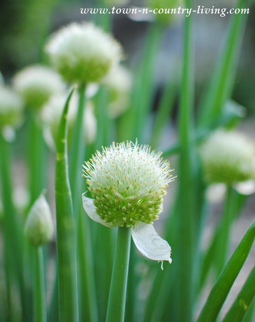 Flowering Onions that have Bolted