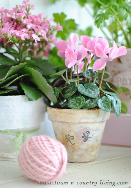 Pink Cyclamens in White Washed Pots