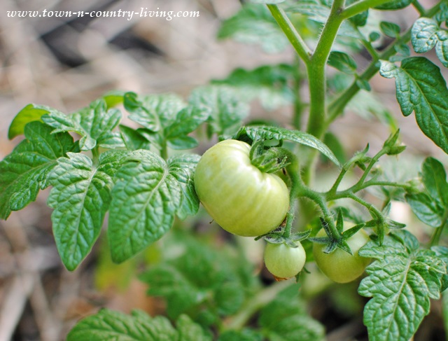 Close up of Tomato Plant