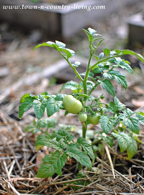 Tomato Plant in an Illinois Vegetable Garden