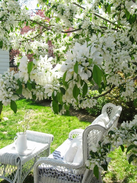 Springtime blossoms in the garden with wicker furniture