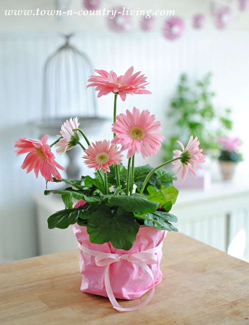 Wrapping Potted Flower with Tissue Paper for Spring Vignette