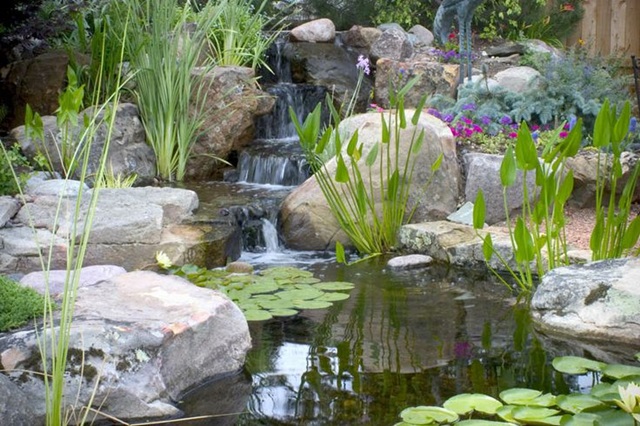Backyard Waterfall cascading into pond with fish and plants