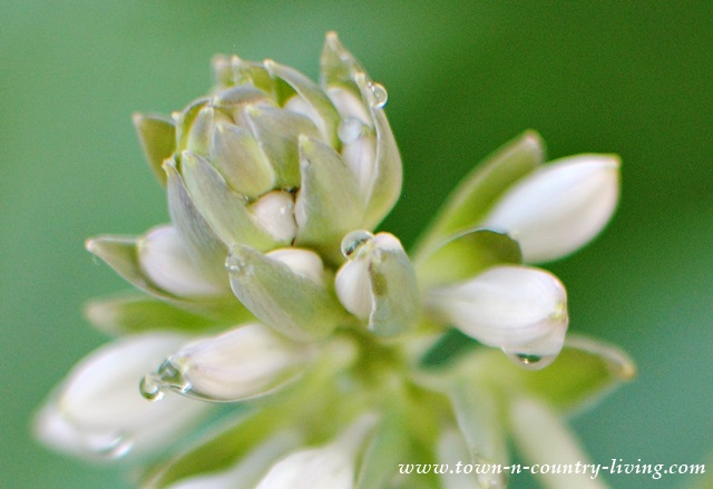 Close Up of Flowering Hosta