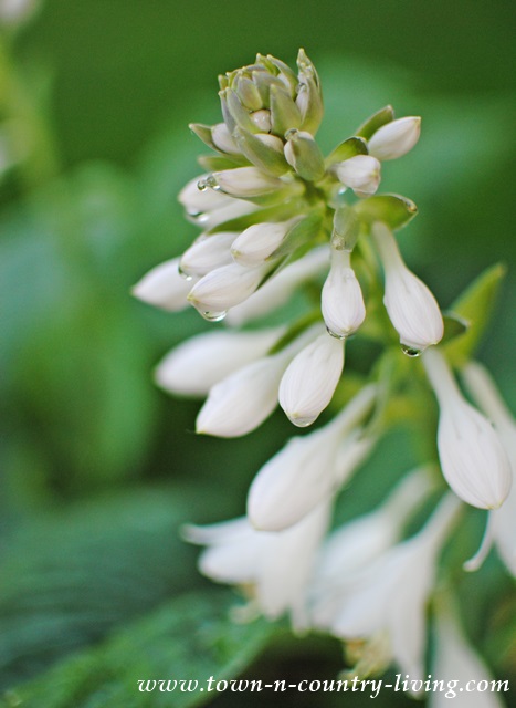 Flowering White Hosta in a Cottage Garden