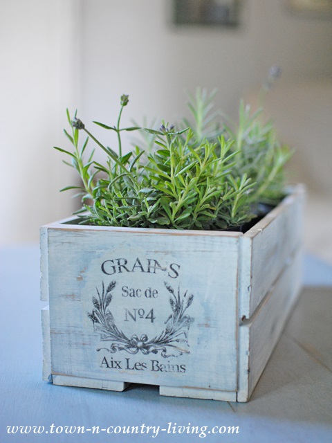 Lavender in Painted French Crate