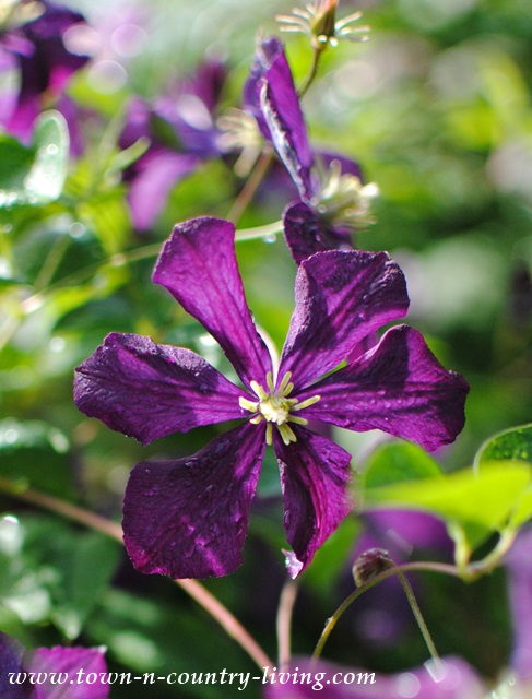 Purple Clematis in the Sun
