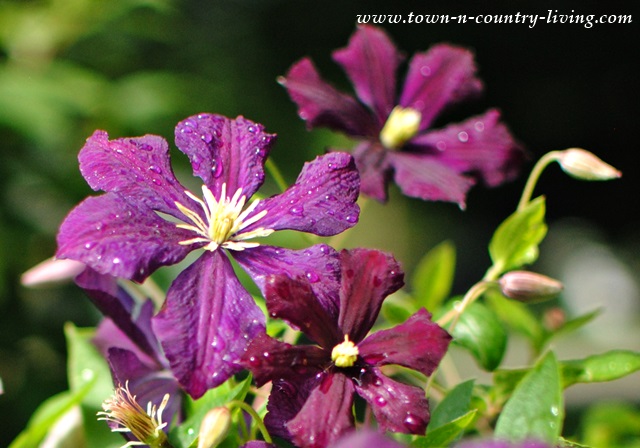 Purple Clematis in Bloom