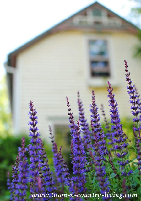 Purple Salvia Planted in Front of Farmhouse