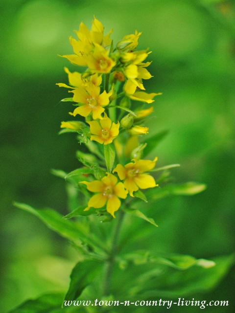 Yellow Loosestrife in a Cottage Garden