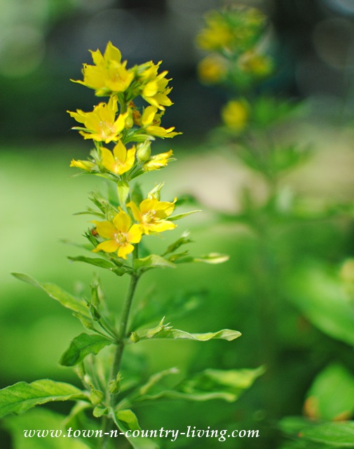 Yellow Loosestrife and other Perennial Flowers