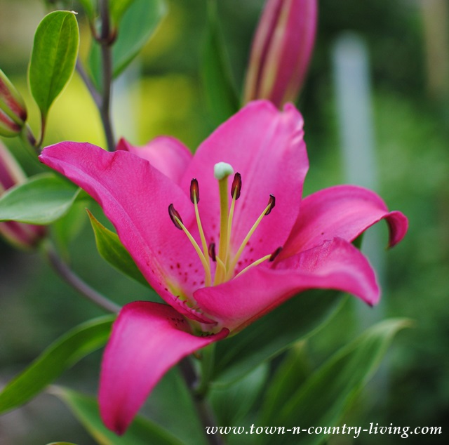 Easy to grow pink Oriental Lilies