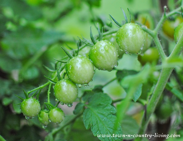Cherry tomatoes ripening on the vine in the garden in July