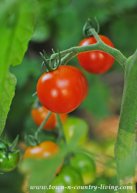 Cherry tomatoes on the vine in the garden in July