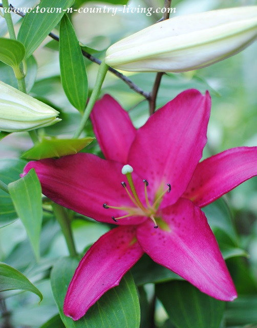 Beautiful Oriental Lilies need very little care and pack a visual punch in the garden
