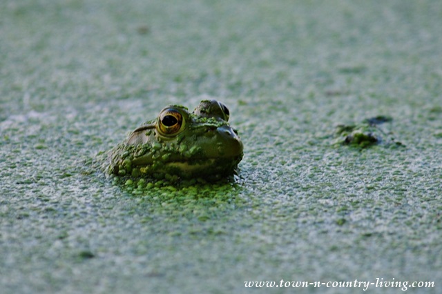 Frog covered in algae at Lake Shabbona