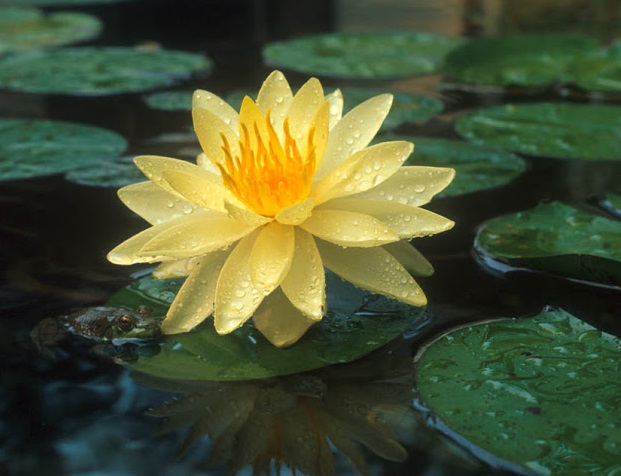 Yellow hardy water lily