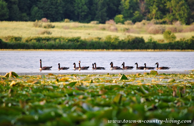 Geese on Lake Shabbona in Illinois